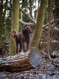 Portrait of a dog in forest