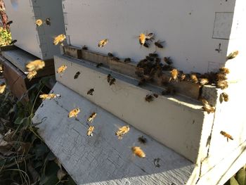 Honey bees at front hive entrance close up. bee flying to hive. honey bee drone enter 