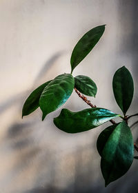 Close-up of green plant