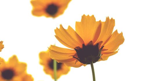 Close-up of yellow flowers blooming outdoors