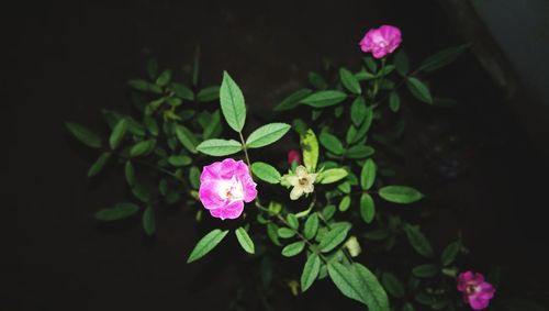 High angle view of pink flowering plant