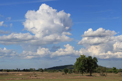 Trees on field against sky