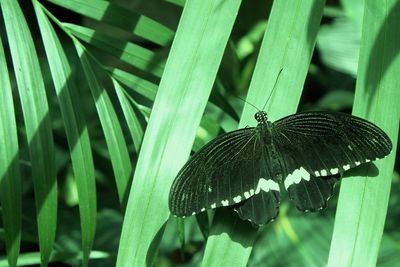 Close-up of insect on plant