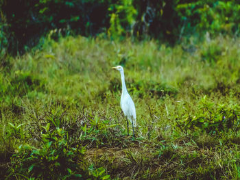 White bird on grass