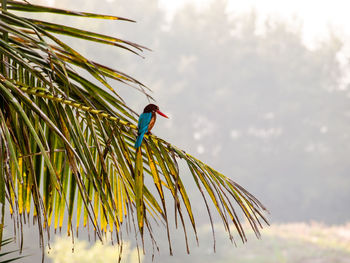 Close-up of bird perching on tree against sky