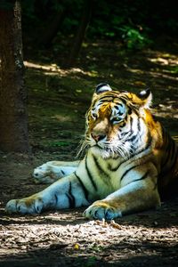 Tiger relaxing outdoors