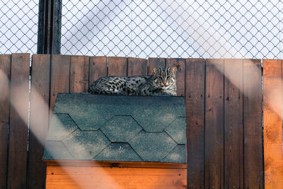 Cat relaxing on wood at home