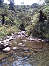 Trees by water