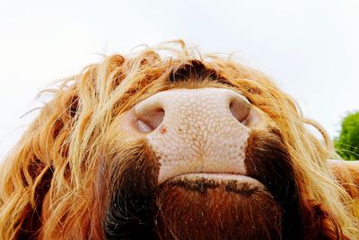 Close-up portrait of a horse