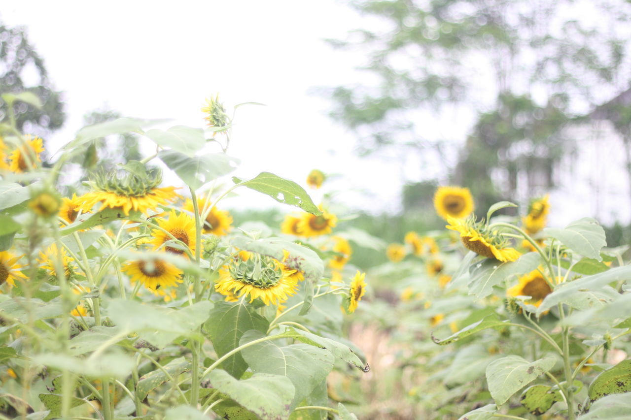 CLOSE-UP OF YELLOW FLOWERS ON FIELD