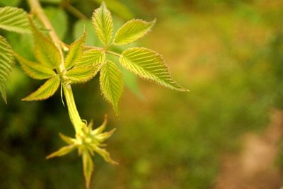 Close-up of fresh green leaves