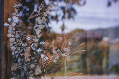 Close-up of wilted plant hanging from tree