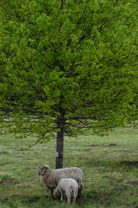 Sheep standing in a field