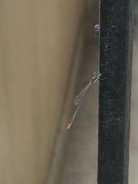Close-up of insect on plant against wall
