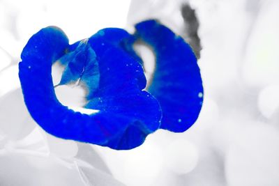 Close-up of blue rose flower