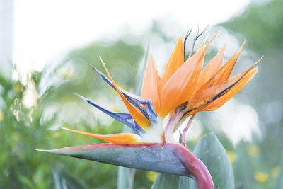 Strelitzia reginae, crane flower, bird of paradise or isigude. close up, exotic plant.