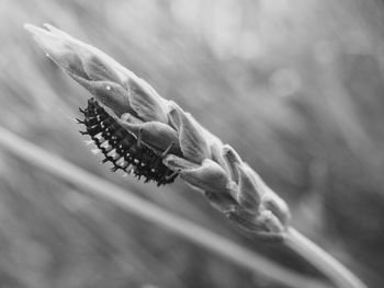 Close-up of insect