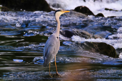 Heron standing in lake