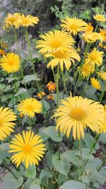 Close-up of yellow flower