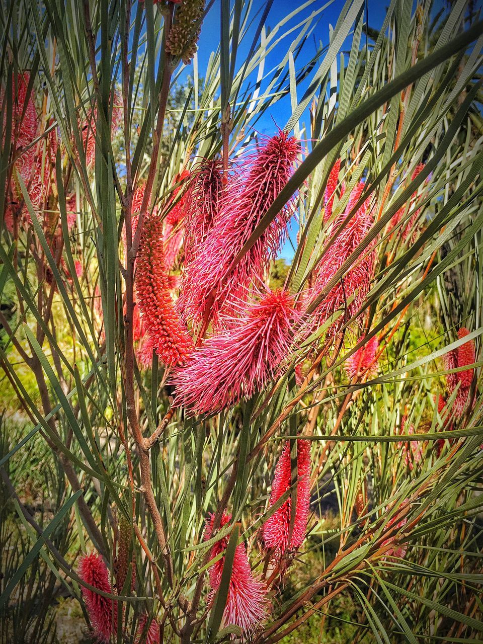 CLOSE-UP OF RED LEAVES ON TREE