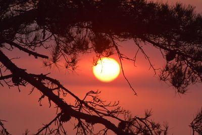 Low angle view of silhouette trees against sky during sunset