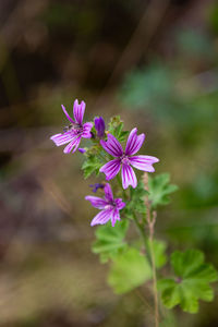 Close-up of purple flowering plant