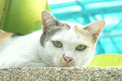 Close-up portrait of a cat