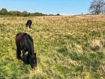 View of horse grazing in field