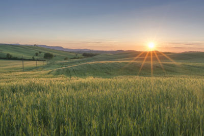 Scenic view of wheat field against sky during sunset