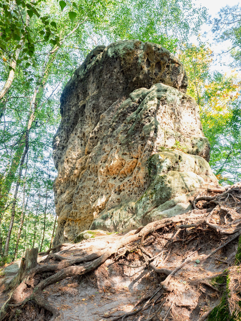 LOW ANGLE VIEW OF ROCK FORMATIONS IN FOREST