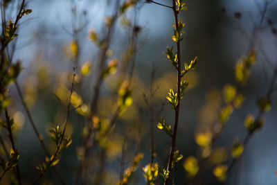 Close-up of leaves on twig