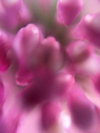 Macro shot of pink flower