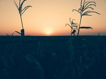 Silhouette of plants on field at sunset