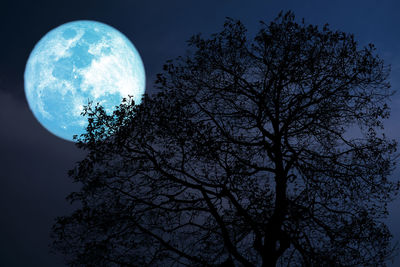 Low angle view of silhouette tree against sky at night
