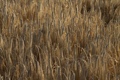 Full frame shot of wheat field