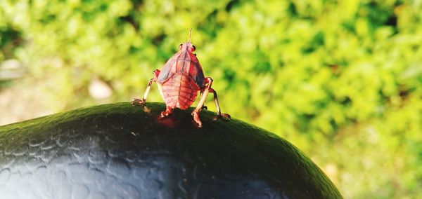 Close-up of insect on leaf