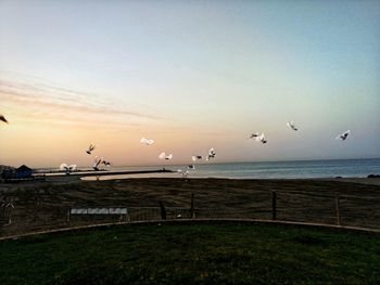 Birds flying over sea against sky