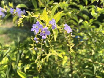 Close-up of purple flowering plant