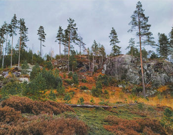 Trees in forest against sky during autumn