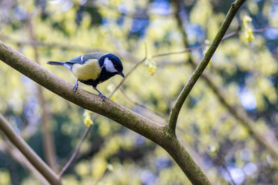 Close-up of bird perching on branch