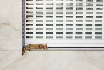 Cat sleeping on wall