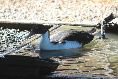 Duck swimming in lake