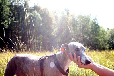 Close-up of dog against trees