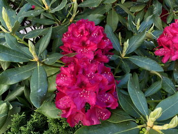 High angle view of pink flowering plant