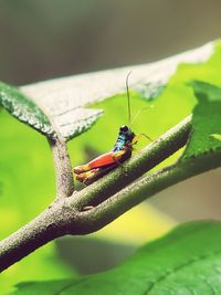 Close-up of insect on leaf