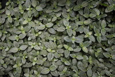 Full frame shot of plants