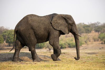 Side view of elephant on field