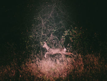 View of an animal on field