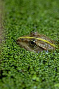 Close-up of frog on plant