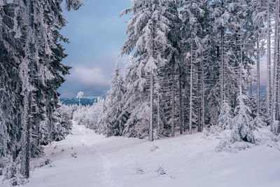 Close-up of snow covered trees against sky